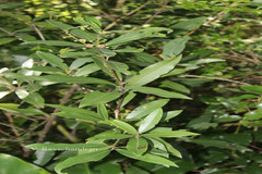Litsea quinqueflora